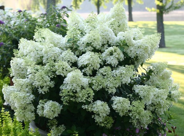 Hydrangea paniculata "Bobo"